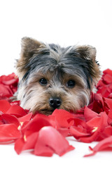 Puppy in rose petals