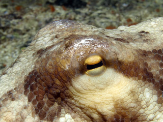 pulpo