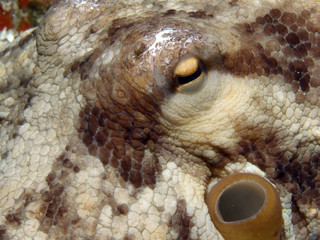 pulpo