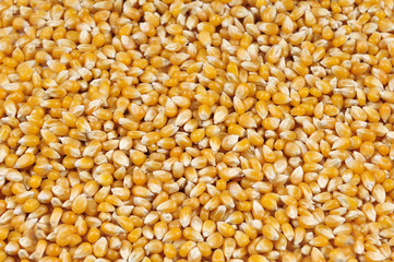 corn