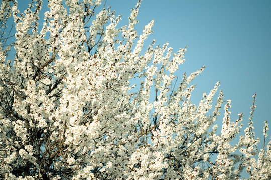 blossom tree on blue
