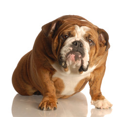 english bulldog sitting with guilty looking expression