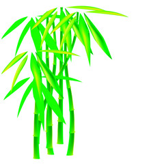 Fototapeta na wymiar Bamboo against a white background