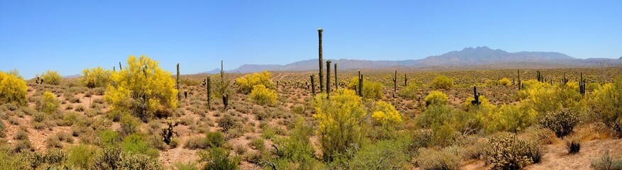 Desert Mountains Panorama