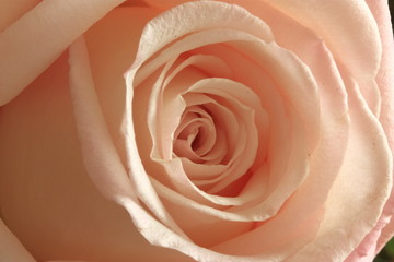 Fototapeta na wymiar Coeur de rose