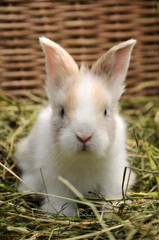 rabbit in the grass