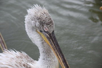 portrait du pélican