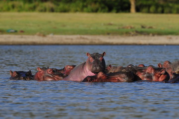 Hippo (Hippopotamus amphibius) at Naivasha Lake, Kenya