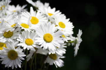 chamomile