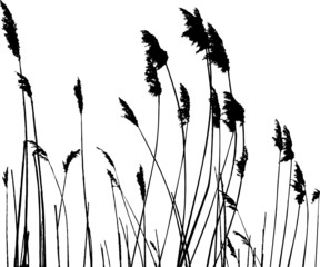 real grass silhouette - vector - obrazy, fototapety, plakaty
