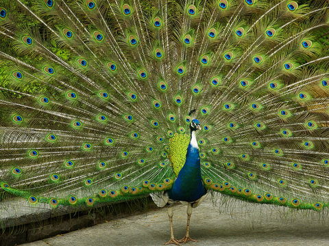 Radschlagender Pfau, Eitelkeit