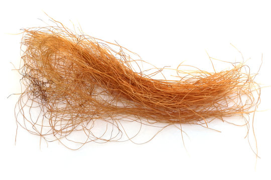 stigmates ou barbes de ma&iuml;s