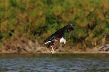 African Fish Eagle with trophy at lake Naivasha, Kenya