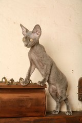 chat rex devon sur un meuble - chat nu position instable