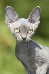 portrait d'un rex devon aux grandes oreilles - extraterrestre