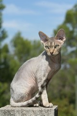 Obraz premium chat devon rex assis sur un muret de profil. rex devon