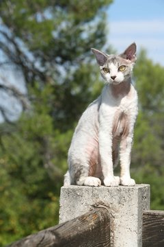 chat rex devon assis sur un muret surveillant aux alentours