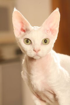 60 Best Chat Nu Images Stock Photos Vectors Adobe Stock