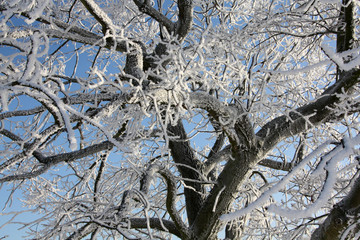 Baumkrone im Winter