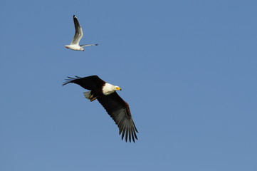 Fototapeta na wymiar African fish eagle, Haliaeetus vociferoides in flight, Naivasha