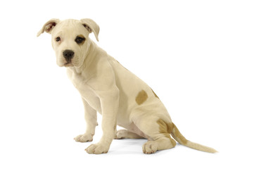 Fototapeta premium White Puppy