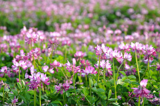 Champ de luzerne (ou alfalfa) &agrave; fleurs roses