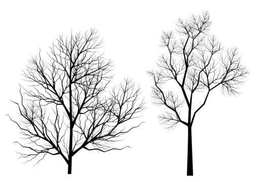 Silhouettes d'arbres (série 1)
