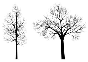 Silhouettes d'arbres (série 3)