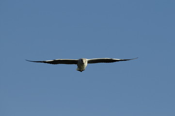 Sea-gull in fly