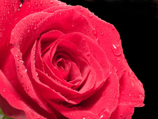 close-up of red rose flower with droplets on petals isolated