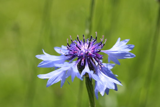 Kornblume 2