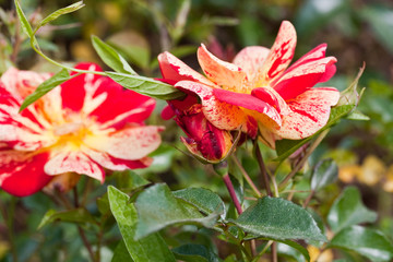 Rosengarten in Changwon, Serie