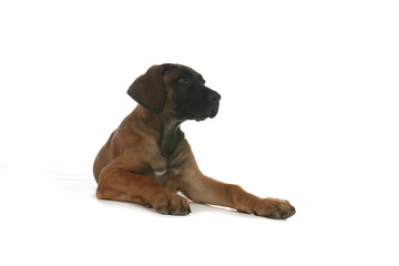 Obraz premium rhodesian ridgeback puppy sitting on high key background