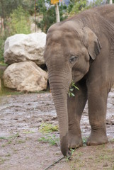 Indian Elephant: Eating