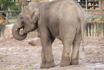Indian Elephant