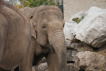 Fototapeta premium Indian Elephant