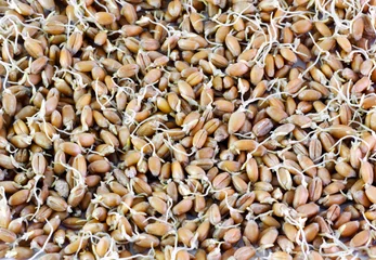 Foto op Plexiglas wheat grains germinated © OlegDoroshin