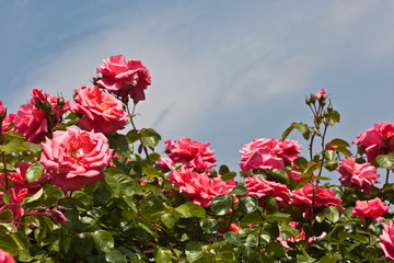 Rosengarten in Changwon, Serie