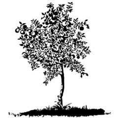 Silhouette of a young apple tree on meadow