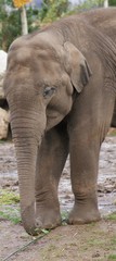 Fototapeta premium Indian Elephant: Eating