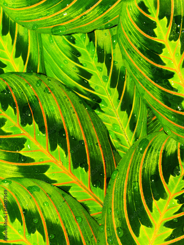 Wall mural plant leaves