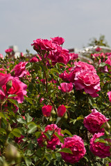 Rosengarten in Changwon, Serie