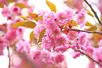 Blooming sakura