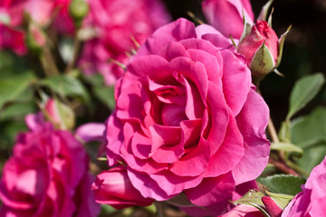 Obraz premium Rosengarten in Changwon, Serie