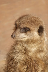 Fototapeta premium Meerkat: Portrait