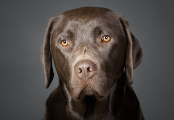 Portrait of a Cute Chocolate Labrador Puppy