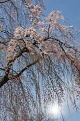 枝垂れ桜