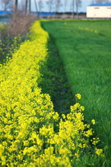 菜の花