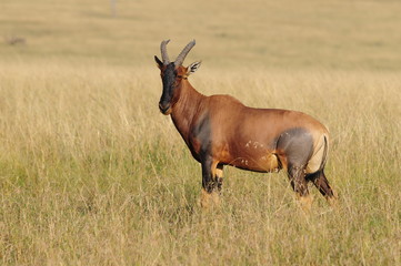 Topi (Damaliscus korrigum) at Masai Mara, Kenya