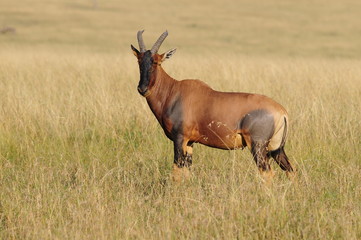 Topi (Damaliscus korrigum) at Masai Mara, Kenya